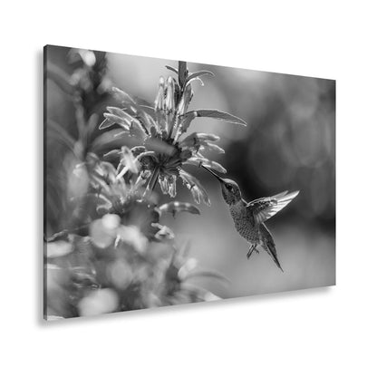 Leinwandbild Schwebend zart – Kolibri küsst Blüte im Sonnenlicht - deyoli