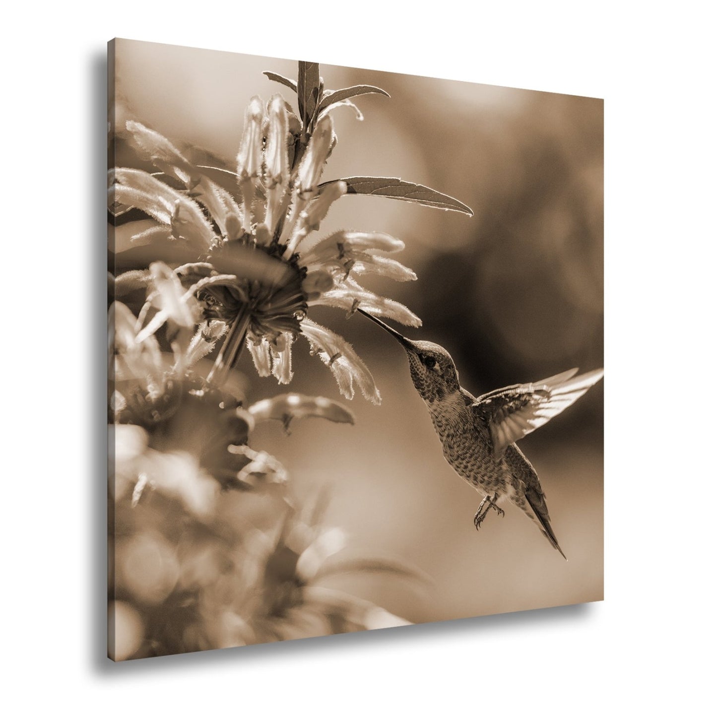 Leinwandbild Schwebend zart – Kolibri küsst Blüte im Sonnenlicht - deyoli