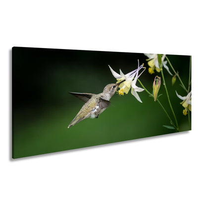 Leinwandbild Schwebend zart – Kolibri küsst eine elfenhafte Blüte - deyoli