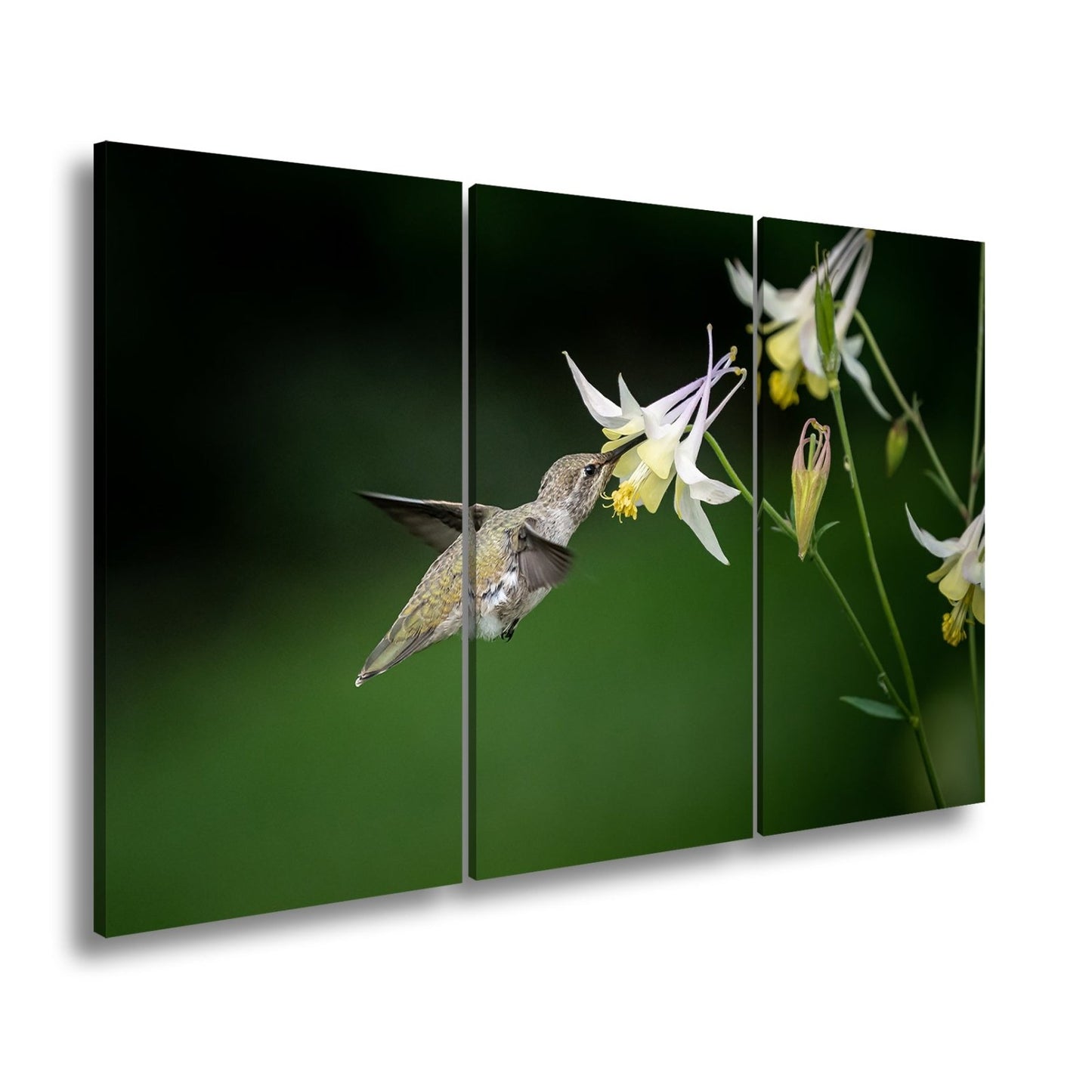 Leinwandbild Schwebend zart – Kolibri küsst eine elfenhafte Blüte - deyoli