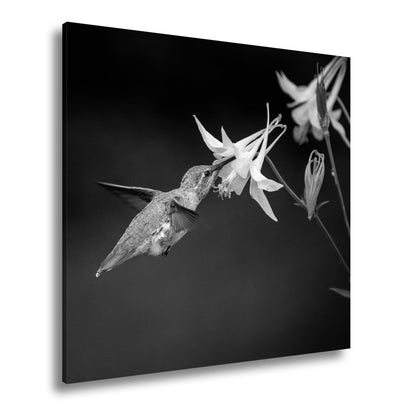 Leinwandbild Schwebend zart – Kolibri küsst eine elfenhafte Blüte - deyoli