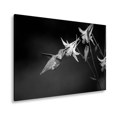Leinwandbild Schwebend zart – Kolibri küsst eine elfenhafte Blüte - deyoli