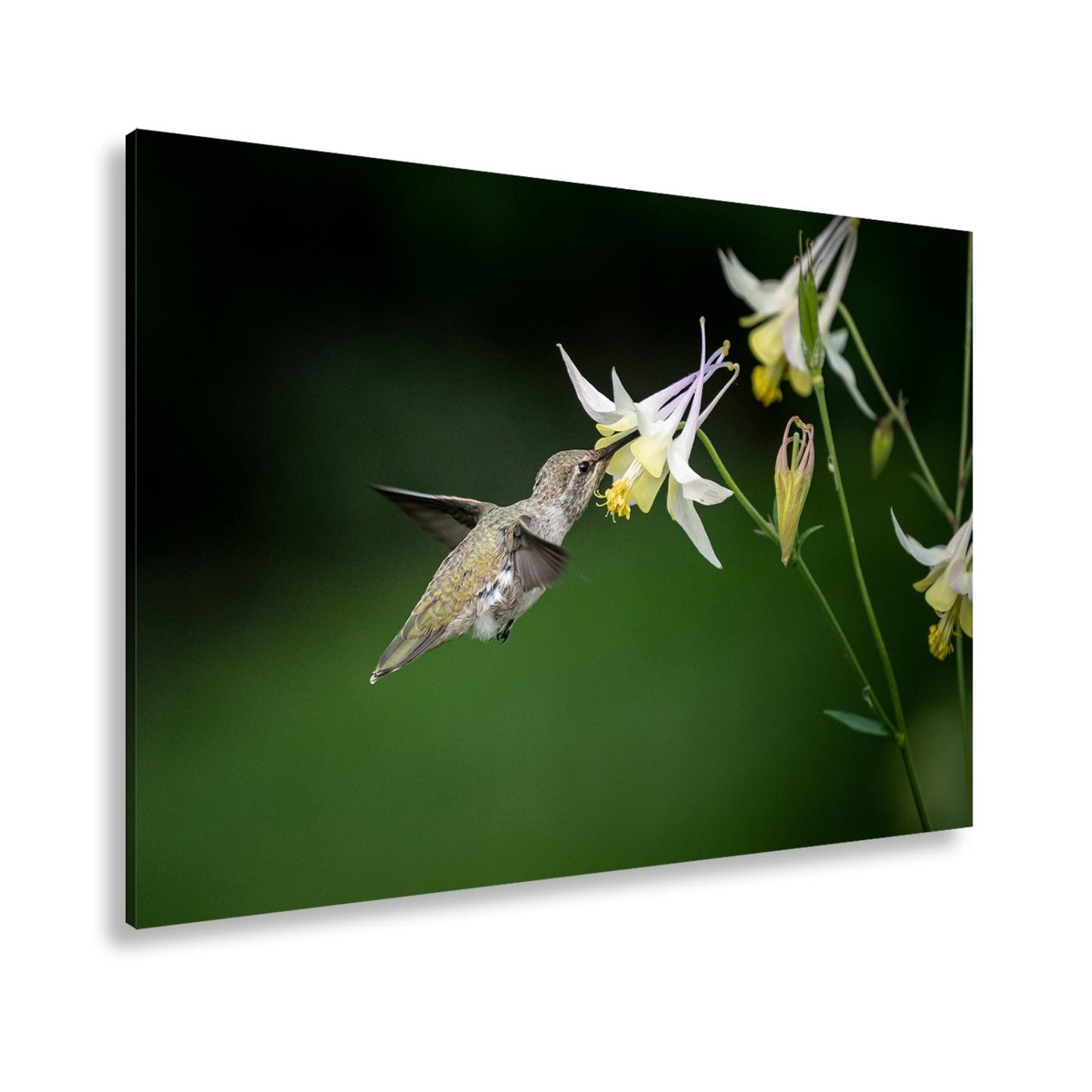 Leinwandbild Schwebend zart – Kolibri küsst eine elfenhafte Blüte - deyoli