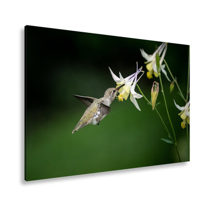 Leinwandbild Schwebend zart – Kolibri küsst eine elfenhafte Blüte - deyoli
