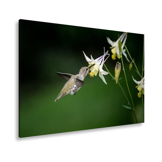 Leinwandbild Schwebend zart – Kolibri küsst eine elfenhafte Blüte - deyoli