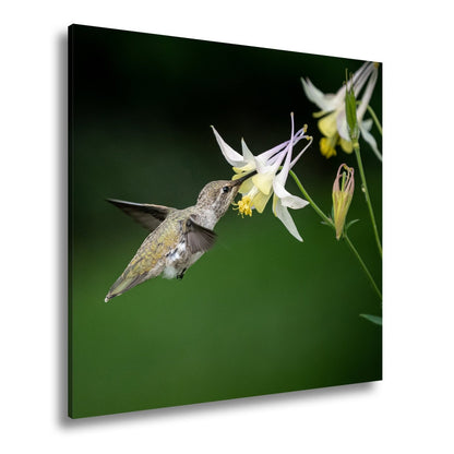 Leinwandbild Schwebend zart – Kolibri küsst eine elfenhafte Blüte - deyoli