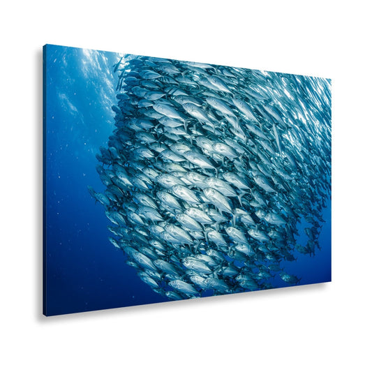 Leinwandbild Silberner Schwarm – das Meer lebt in Bewegung. - deyoli