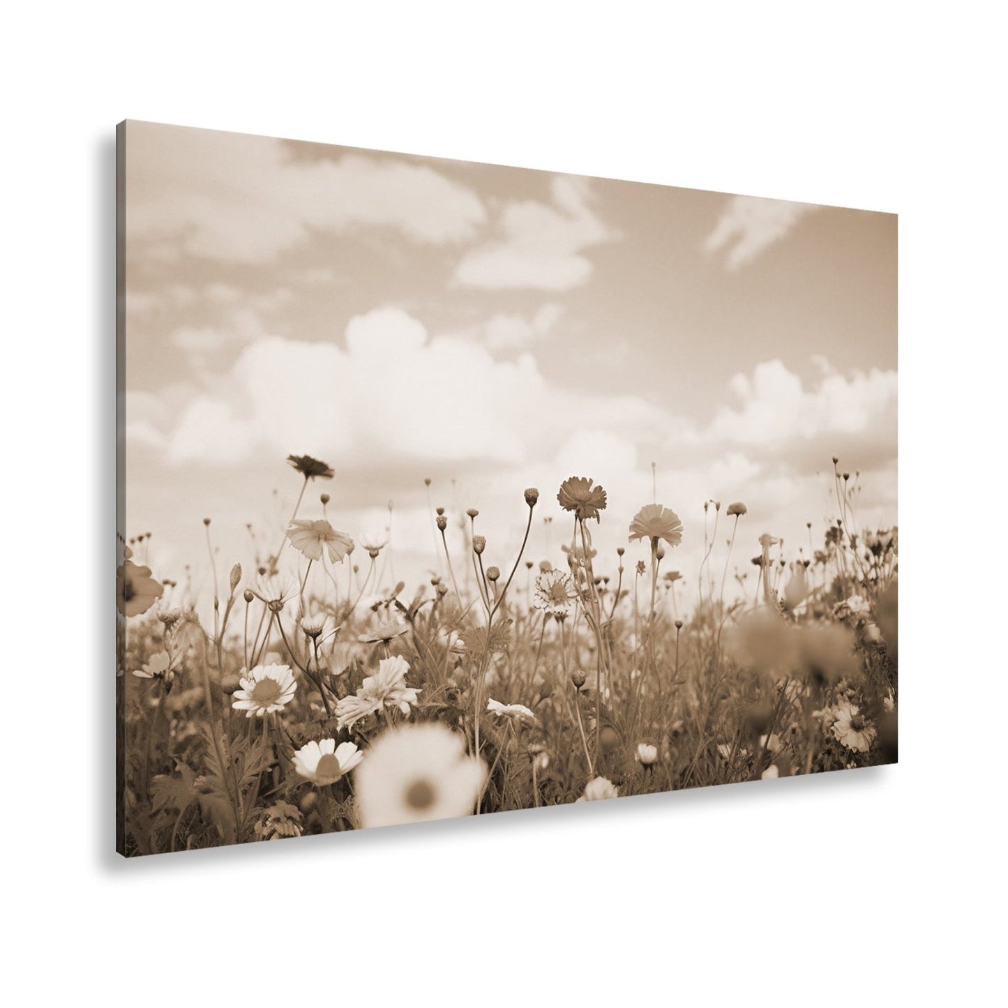 Leinwandbild Sommerwiese tanzt unter Wolken im goldenen Licht. - deyoli
