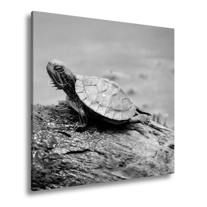 Leinwandbild Sonnenbad am Wasser – Schildkröte auf stiller Bühne. - deyoli