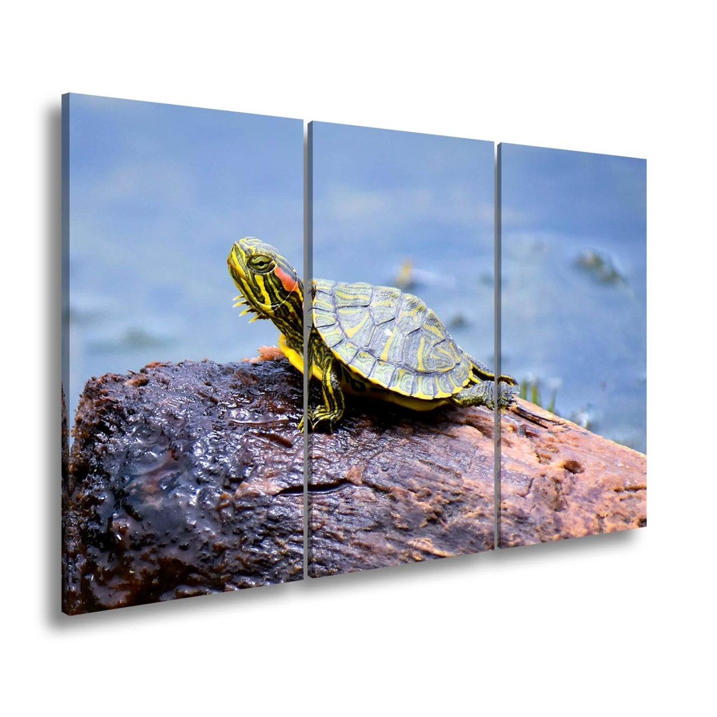 Leinwandbild Sonnenbad am Wasser – Schildkröte auf stiller Bühne. - deyoli