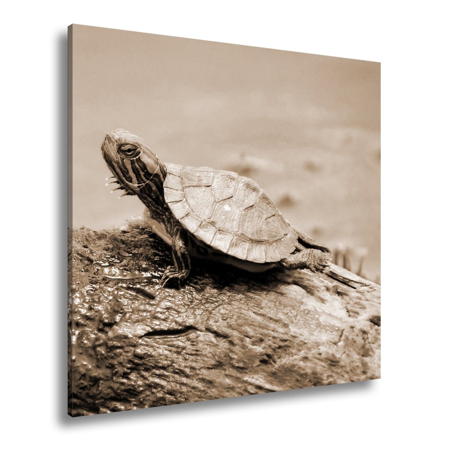 Leinwandbild Sonnenbad am Wasser – Schildkröte auf stiller Bühne. - deyoli