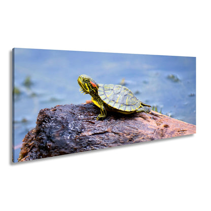 Leinwandbild Sonnenbad am Wasser – Schildkröte auf stiller Bühne. - deyoli