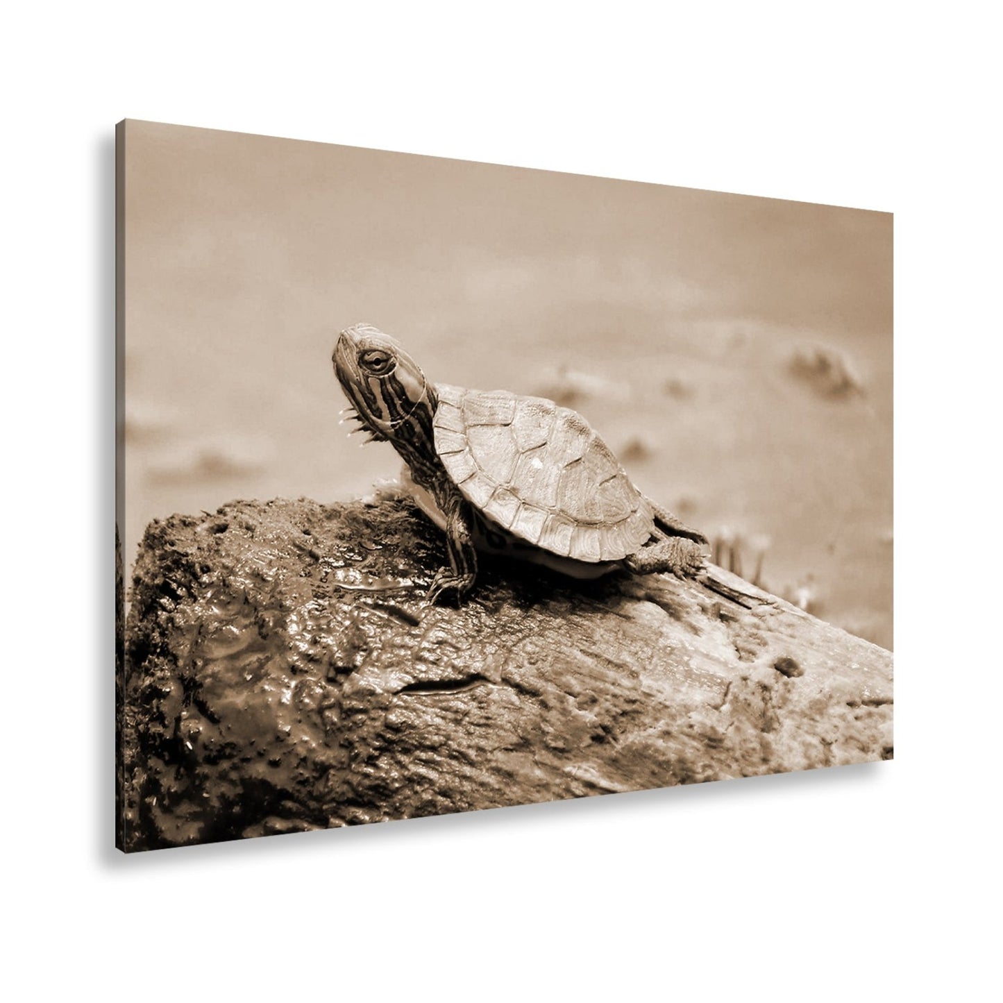 Leinwandbild Sonnenbad am Wasser – Schildkröte auf stiller Bühne. - deyoli