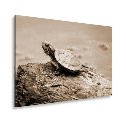 Leinwandbild Sonnenbad am Wasser – Schildkröte auf stiller Bühne. - deyoli
