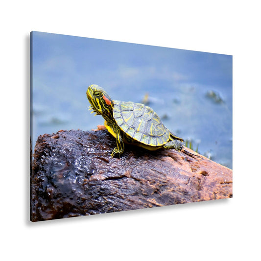Leinwandbild Sonnenbad am Wasser – Schildkröte auf stiller Bühne. - deyoli
