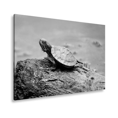 Leinwandbild Sonnenbad am Wasser – Schildkröte auf stiller Bühne. - deyoli