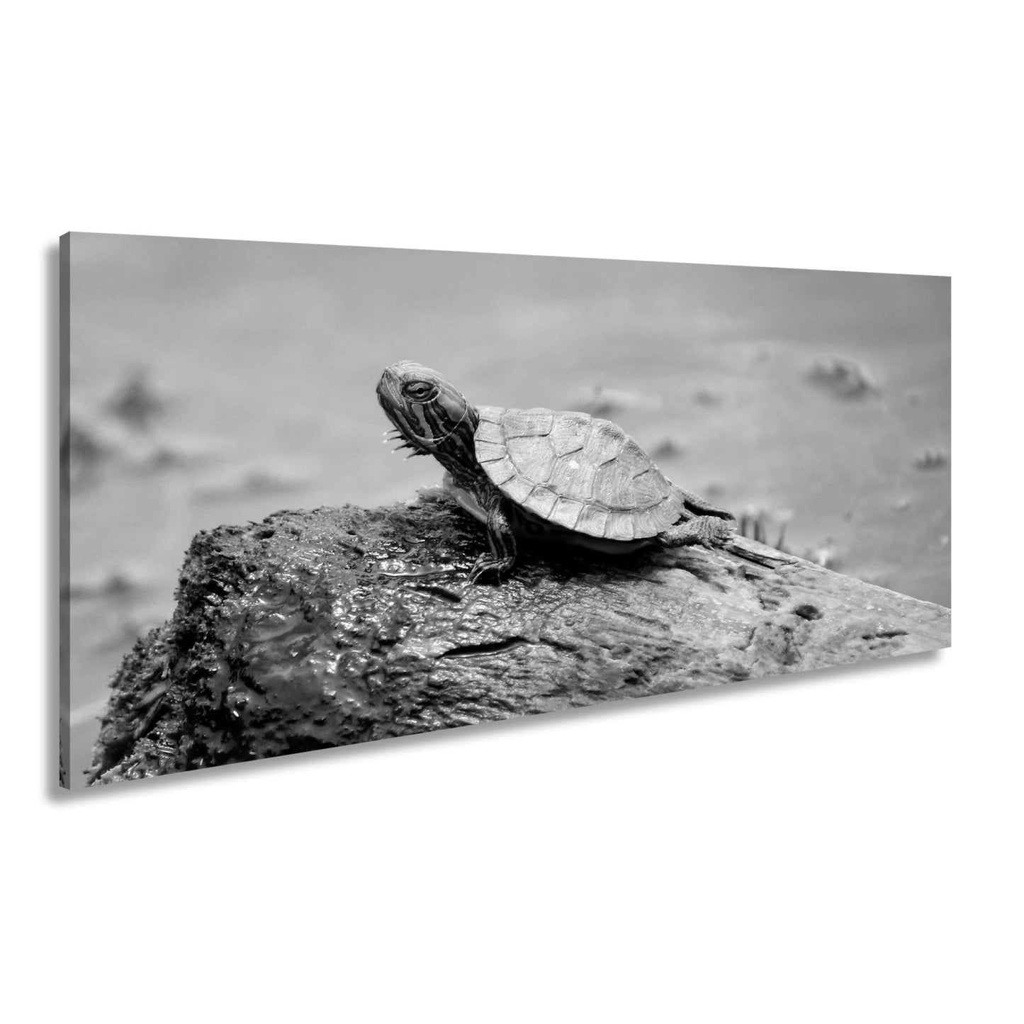 Leinwandbild Sonnenbad am Wasser – Schildkröte auf stiller Bühne. - deyoli