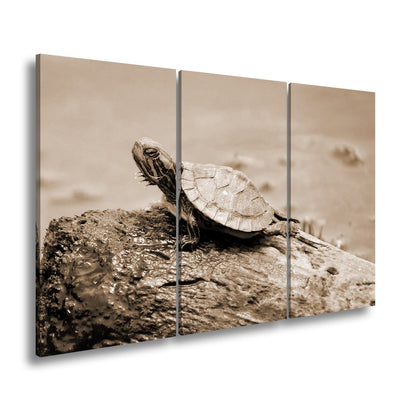 Leinwandbild Sonnenbad am Wasser – Schildkröte auf stiller Bühne. - deyoli
