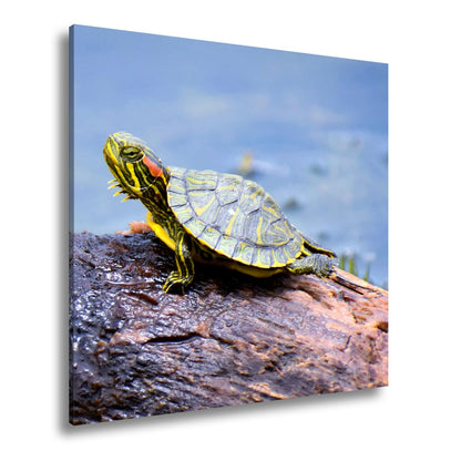 Leinwandbild Sonnenbad am Wasser – Schildkröte auf stiller Bühne. - deyoli