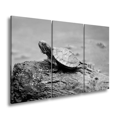 Leinwandbild Sonnenbad am Wasser – Schildkröte auf stiller Bühne. - deyoli