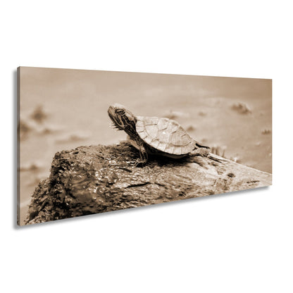 Leinwandbild Sonnenbad am Wasser – Schildkröte auf stiller Bühne. - deyoli