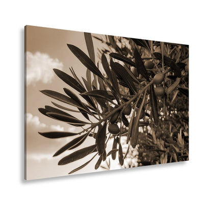 Leinwandbild Sonnendurchflutete Olivenzweige voller natürlicher Ruhe - deyoli