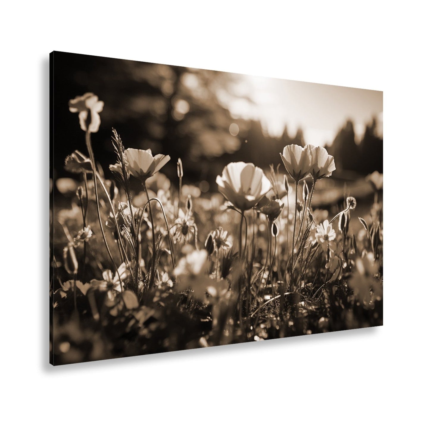Leinwandbild Sonnenstrahlen fluten ein Meer aus leuchtenden Blüten. - deyoli
