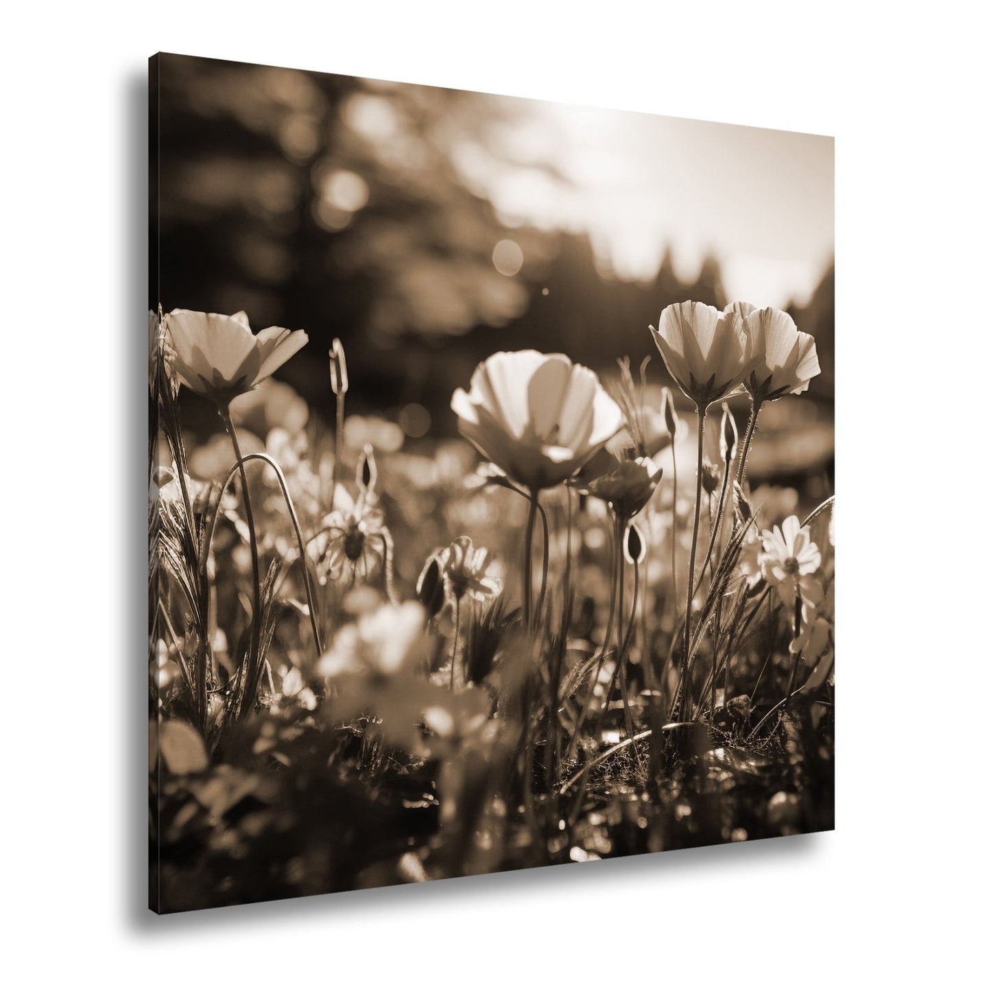 Leinwandbild Sonnenstrahlen fluten ein Meer aus leuchtenden Blüten. - deyoli