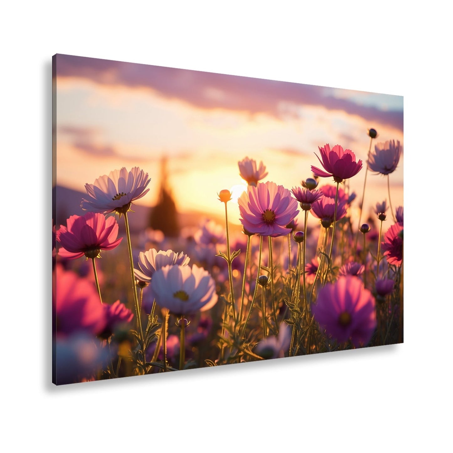 Leinwandbild Sonnenuntergang küsst ein Meer aus zarten Kosmeen. - deyoli