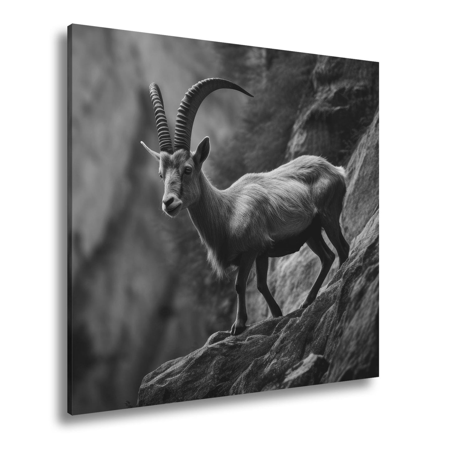 Leinwandbild Steinbock trotzt der Steilwand – ein König der Felsenwelt. - deyoli