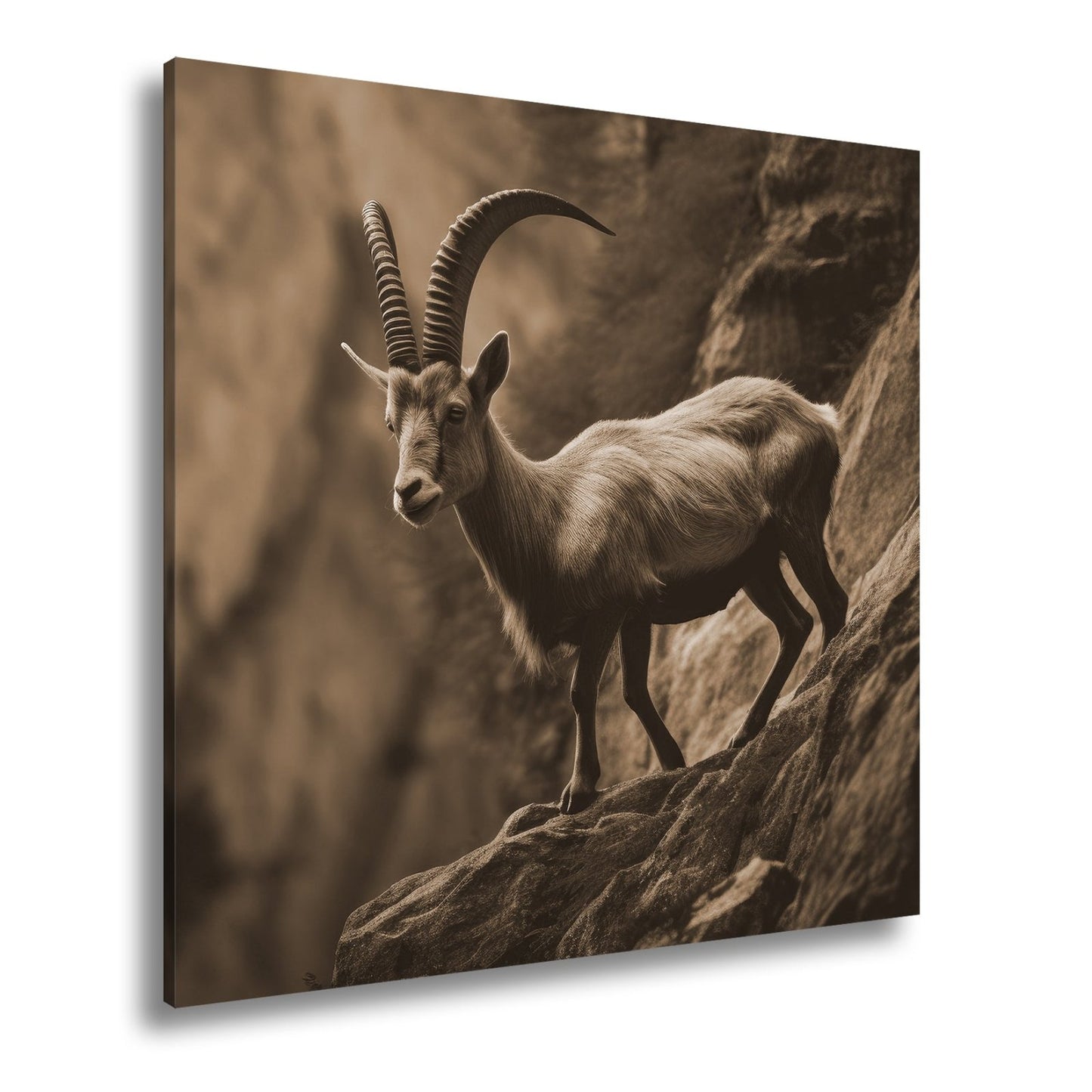Leinwandbild Steinbock trotzt der Steilwand – ein König der Felsenwelt. - deyoli