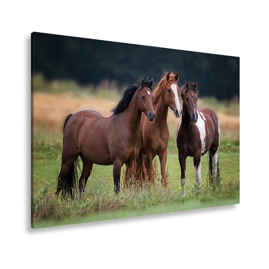 Leinwandbild Stolze Pferde blicken gemeinsam in die Weite der Natur - deyoli