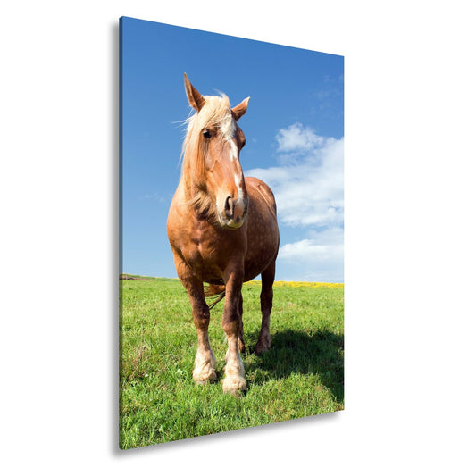 Leinwandbild Stolzes Kaltblut ruht auf sattgrüner Frühlingswiese. - deyoli