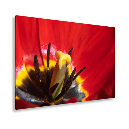 Leinwandbild Tulpenherz – Leuchtendes Rot und Gold XXL Wandbild - deyoli