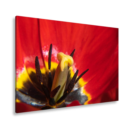 Leinwandbild Tulpenherz – Leuchtendes Rot und Gold XXL Wandbild - deyoli