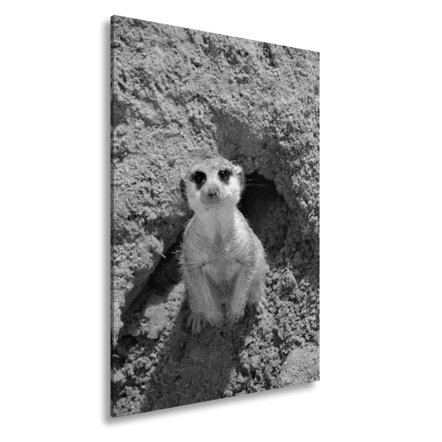 Leinwandbild Wachsames Erdmännchen – klein, flink, stets auf der Hut. - deyoli