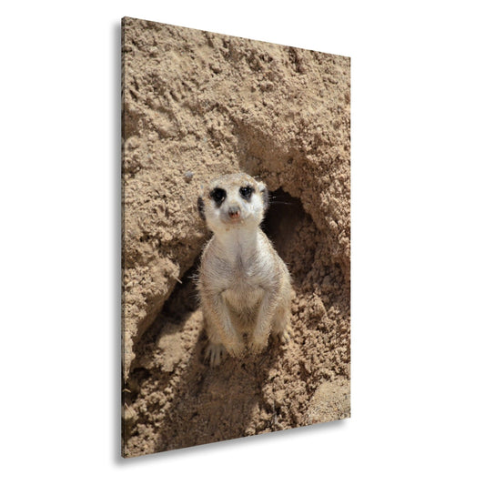 Leinwandbild Wachsames Erdmännchen – klein, flink, stets auf der Hut. - deyoli