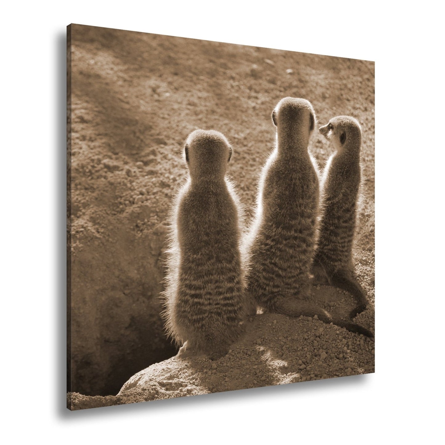 Leinwandbild Wächter im Sand – Erdmännchen im Sonnenlicht vereint. - deyoli