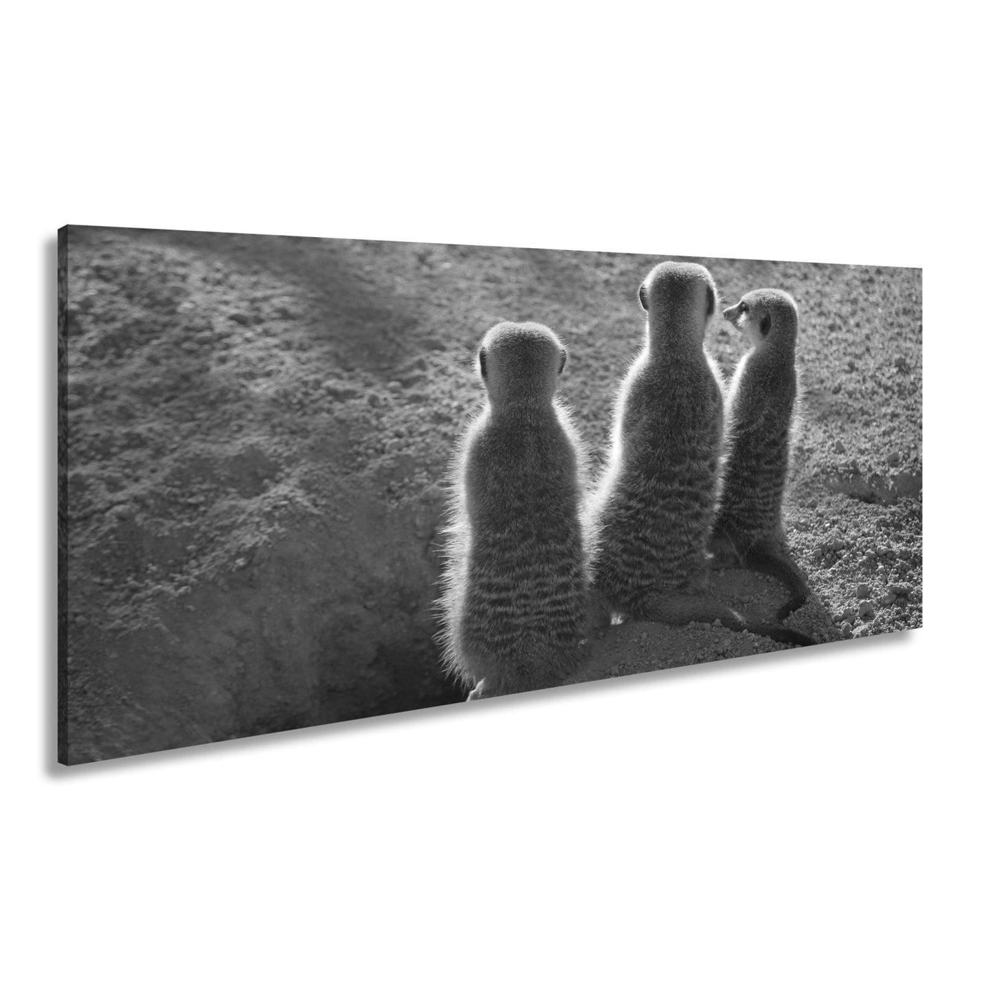 Leinwandbild Wächter im Sand – Erdmännchen im Sonnenlicht vereint. - deyoli