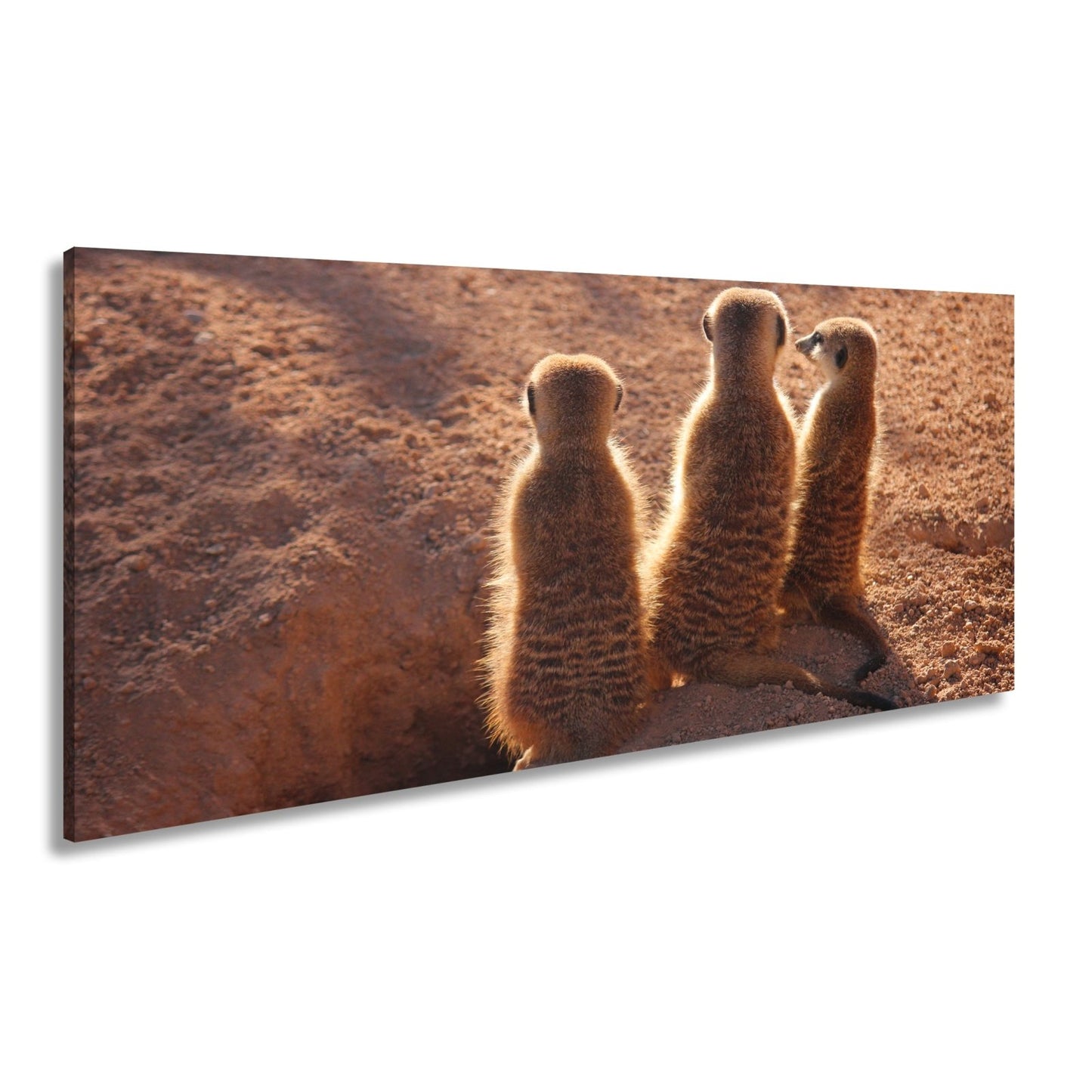 Leinwandbild Wächter im Sand – Erdmännchen im Sonnenlicht vereint. - deyoli