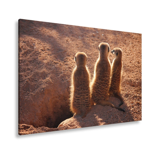 Leinwandbild Wächter im Sand – Erdmännchen im Sonnenlicht vereint. - deyoli