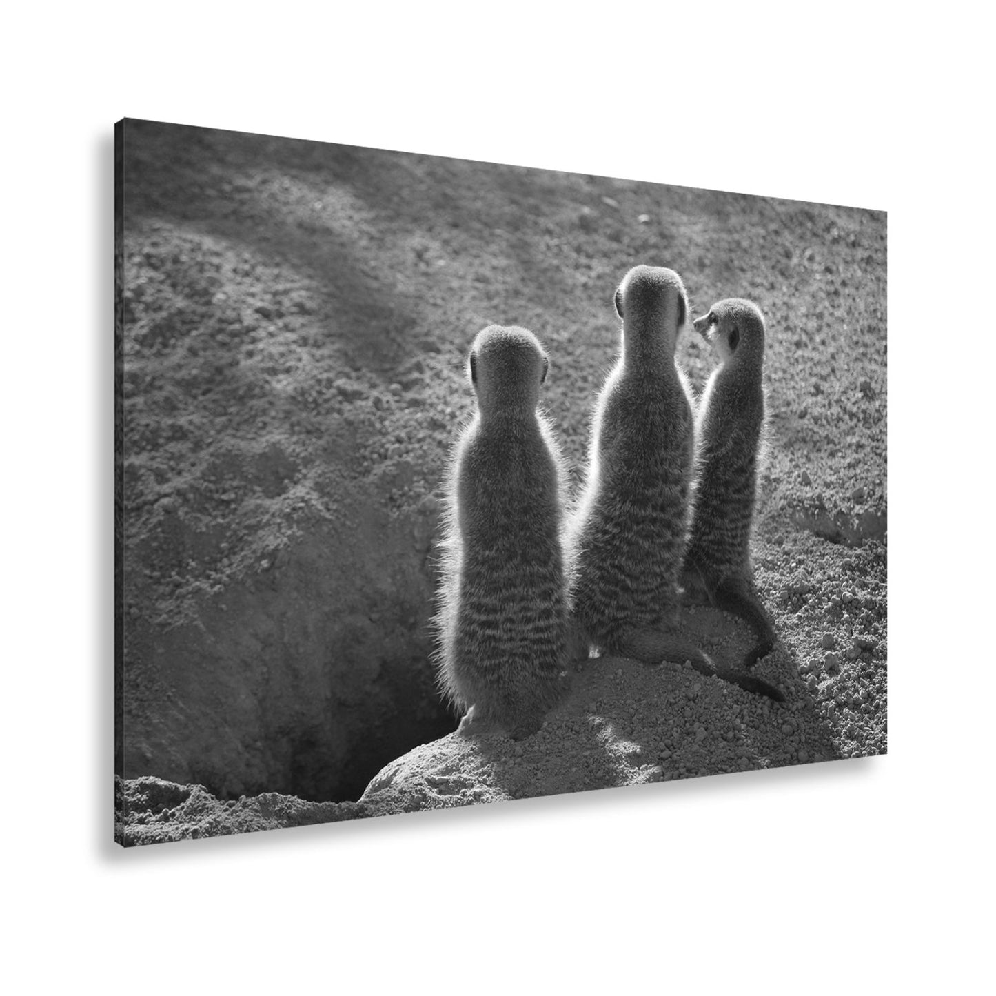 Leinwandbild Wächter im Sand – Erdmännchen im Sonnenlicht vereint. - deyoli
