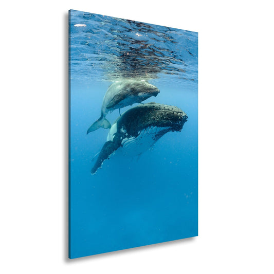 Leinwandbild Wale im Blau – Schwerelosigkeit in tiefem Ozean XXL - deyoli