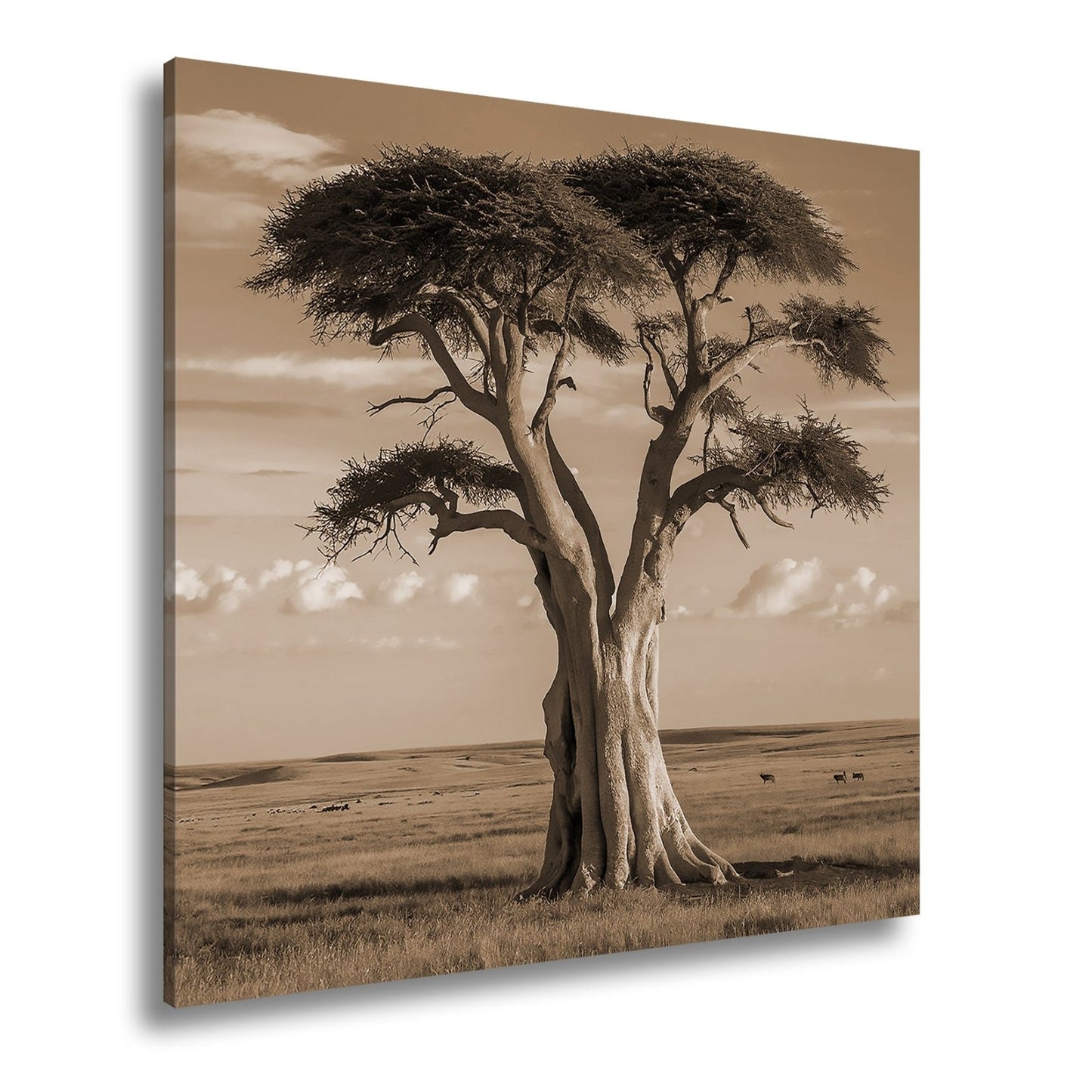 Leinwandbild Weiser Baum in goldener Savanne – Wächter der Weite. - deyoli