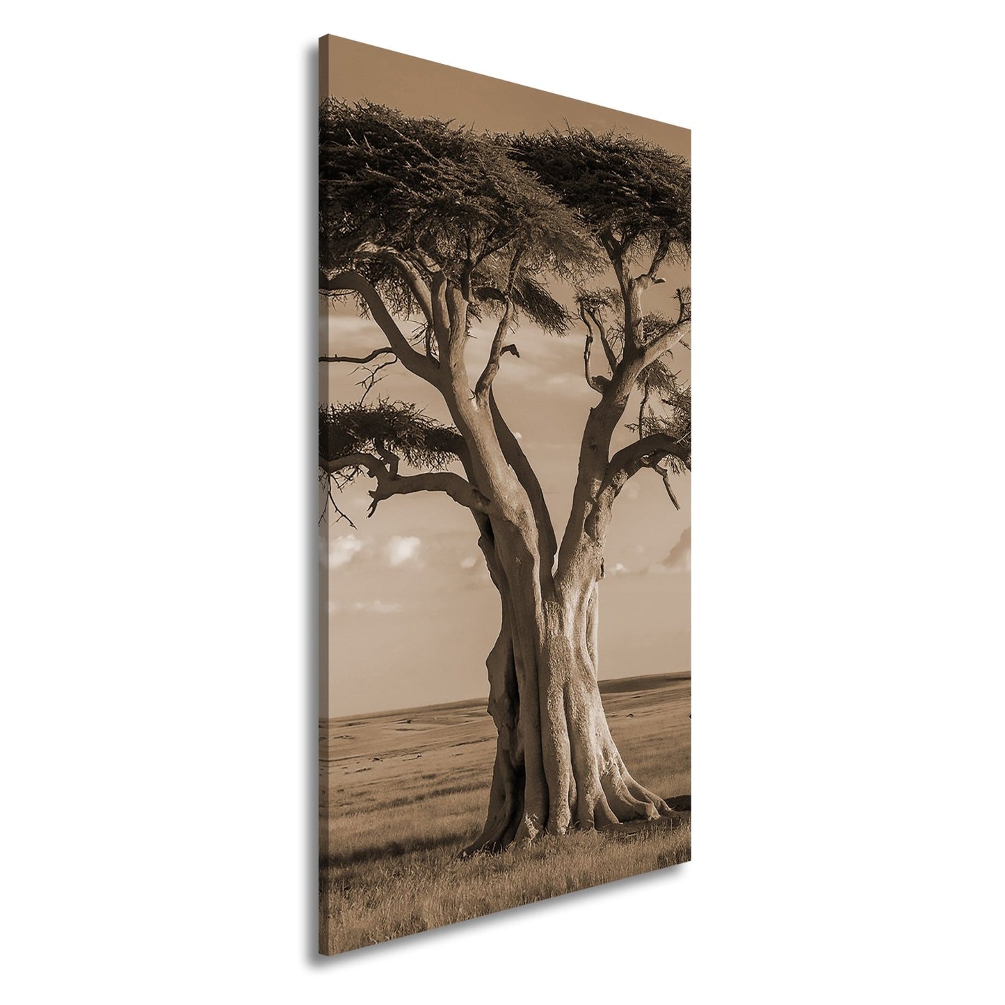 Leinwandbild Weiser Baum in goldener Savanne – Wächter der Weite. - deyoli