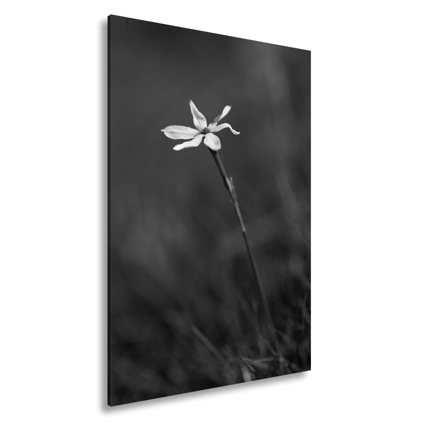 Leinwandbild Weiße Blüte trotzt still dem weiten, grünen Windmeer - deyoli