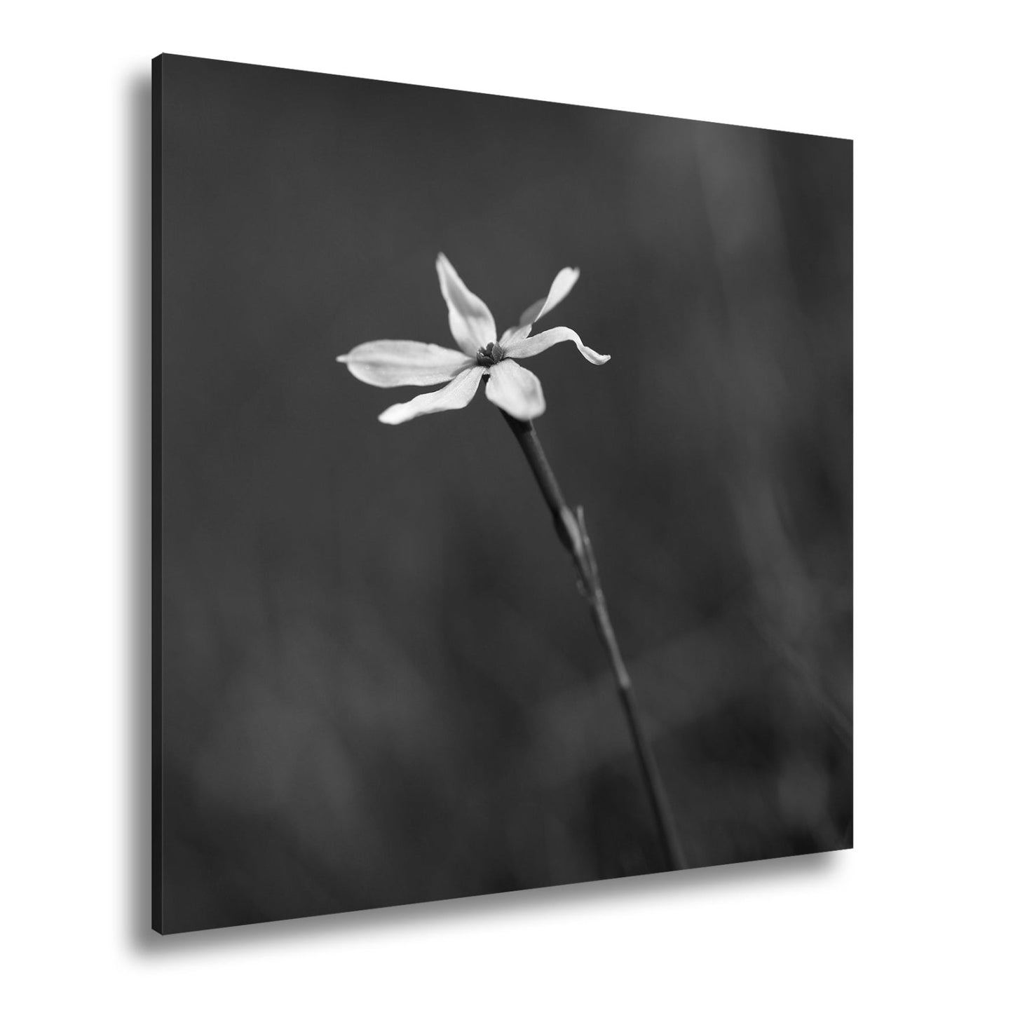Leinwandbild Weiße Blüte trotzt still dem weiten, grünen Windmeer - deyoli