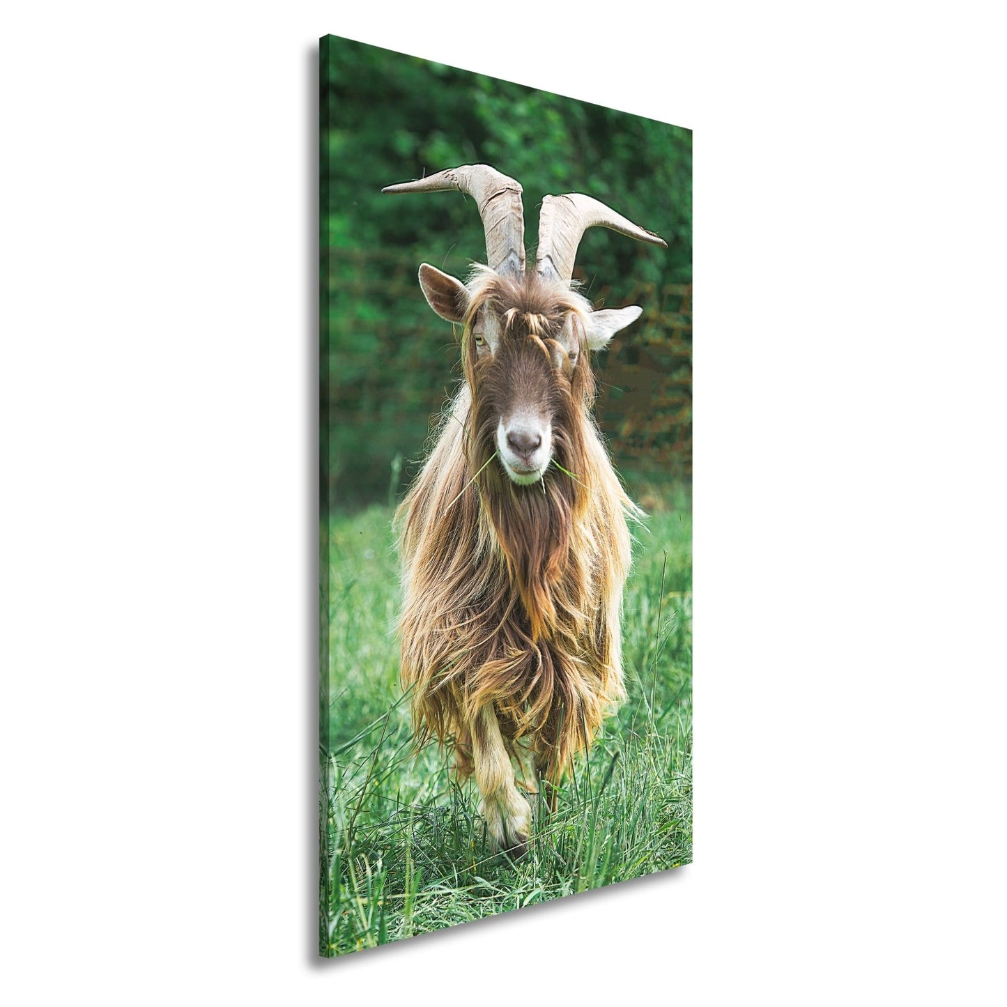 Leinwandbild Wilde Anmut im Grünen – eine Ziege wie aus Legenden. - deyoli