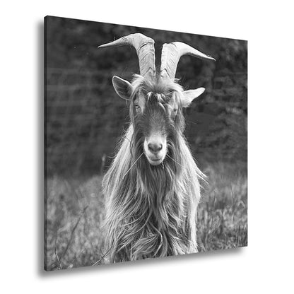 Leinwandbild Wilde Anmut im Grünen – eine Ziege wie aus Legenden. - deyoli
