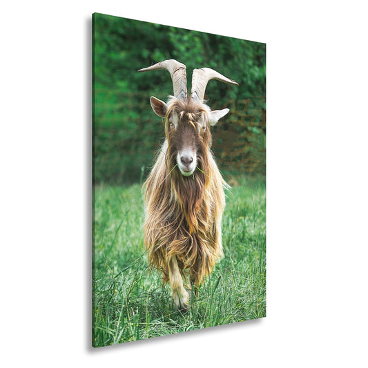 Leinwandbild Wilde Anmut im Grünen – eine Ziege wie aus Legenden. - deyoli